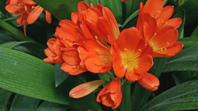 Cleave blossoms leaves herb 4k wallpaper