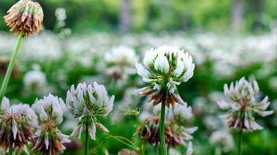 Clover flowers plant 4k wallpaper