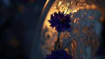 Cornflower flower tray 4k wallpaper