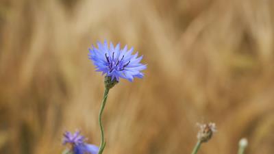 Cornflower flower wildflower 4k wallpaper