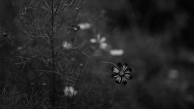 Cosmos flower bw 4k wallpaper