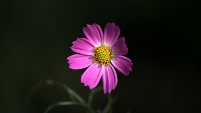 Cosmos flower pink image 4k wallpaper
