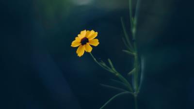 Cosmos flower yellow 4k wallpaper