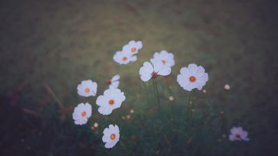 Cosmos wildflowers blur 4k wallpaper