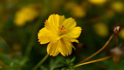 Cosmos yellow flower 4k wallpaper