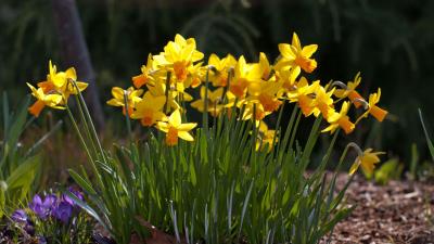 Daffodils crocuses flowers spring sunny meado 4k wallpaper