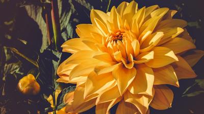 Dahlia bud yellow 4k wallpaper