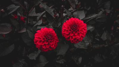Dahlia buds red 4k wallpaper
