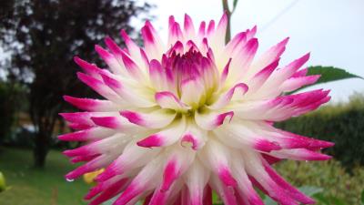 Dahlia flower bright wet drop flowerbe 4k wallpaper