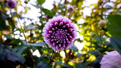 Dahlia flower purple 4k wallpaper