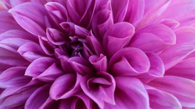 Dahlia petals flower 4k wallpaper