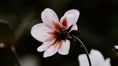 Dahlia pink stem 4k wallpaper