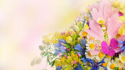 Daisies cornflowers carnations flower field drops 4k wallpaper