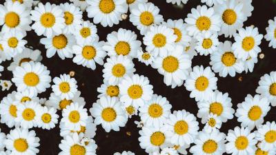 Daisies flowers buds glade 4k wallpaper