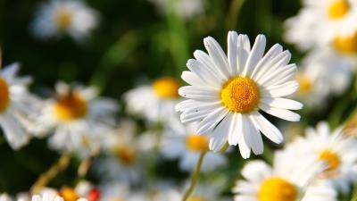 Daisies flowers field blurriness  4k 4k wallpaper
