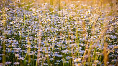Daisies flowers field lots 4k wallpaper
