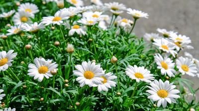 Daisies flowers flowerbed  4k 4k wallpaper