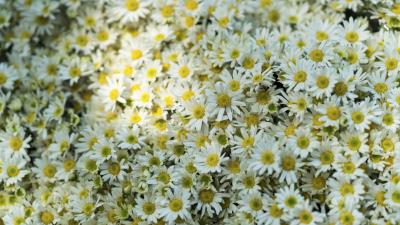 Daisies flowers glade 4k wallpaper