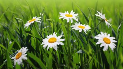Daisies flowers grass green blur 4k 4k wallpaper