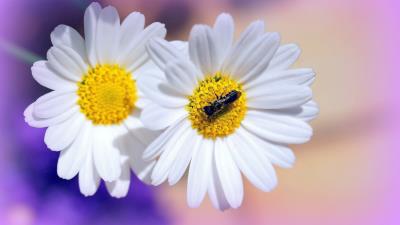 Daisies flowers insects 4k wallpaper