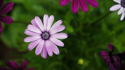Daisies flowers petals image 4k wallpaper