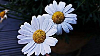 Daisies flowers petals 4k wallpaper