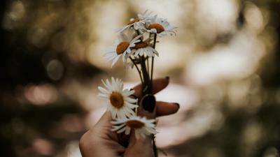 Daisies flowers white 4k wallpaper