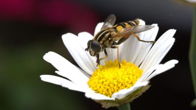 Daisy bee flower pollination 4k wallpaper