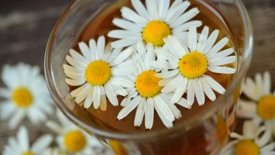 Daisy drink petals 4k 4k wallpaper