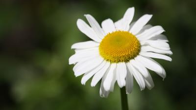 Daisy flower bud petals 4k wallpaper