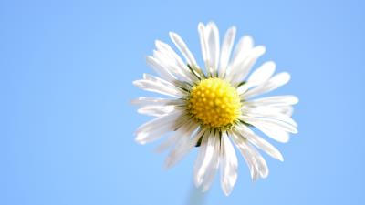 Daisy flower petals close up 4k wallpaper