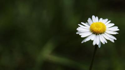 Daisy flower stem 4k wallpaper