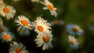 Daisy flowers blur stems 4k wallpaper