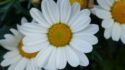 Daisy flowers petals close up 4k wallpaper