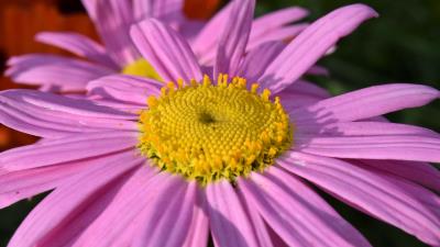 Daisy viola flower petals 4k wallpaper