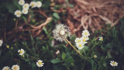 Dandelion daisies grass 4k wallpaper
