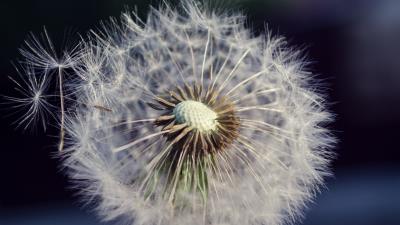 Dandelion flower fluff 4k wallpaper