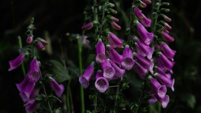 Digitalis flower bloom 4k wallpaper