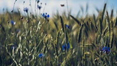 Ears flowers wildflowers 4k wallpaper