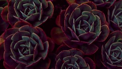 Echeveria succulents houseplant leaves 4k wallpaper