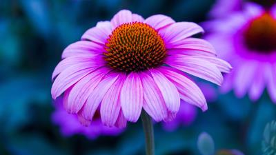 Echinacea flower petals 4k wallpaper