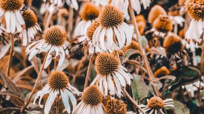 Echinacea flowers flowerbed 4k wallpaper