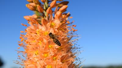 Eremurus flower bee pollination 4k wallpaper