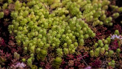 Fern plant cultivation 4k wallpaper