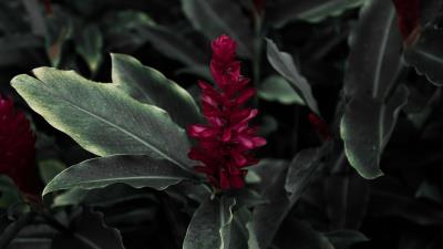 Flamingo flower jacobinia justicia carnea 4k wallpaper