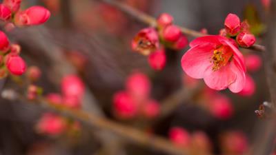 Flower bloom bush buds 4k wallpaper