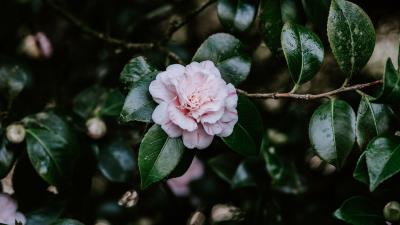 Flower bloom leaves 4k wallpaper