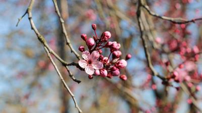 Flower bloom spring image 4k wallpaper