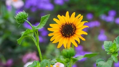 Flower bloom yellow 4k wallpaper