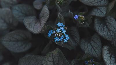 Flower blue inflorescence 4k wallpaper